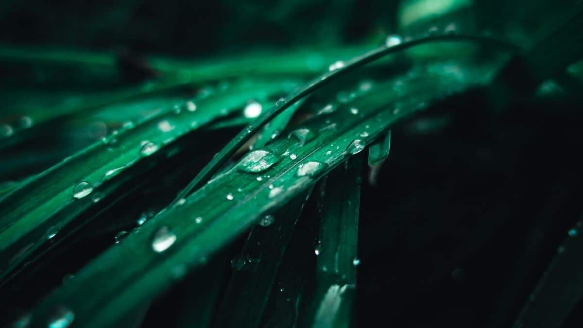 Green Quotes About Its Importance in Environment and Colour