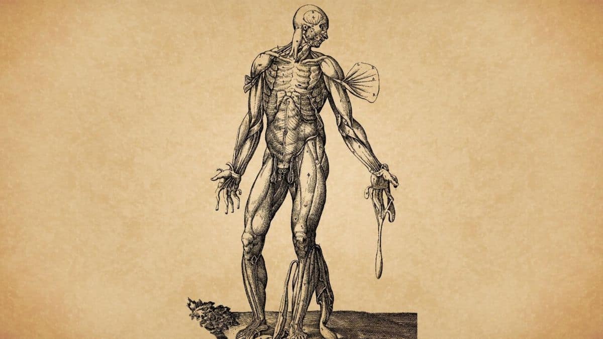 32 Anatomy Trivia Questions With Answers To Know Human Body