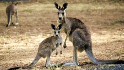 18 Kangaroo Riddles With Answers For Kids