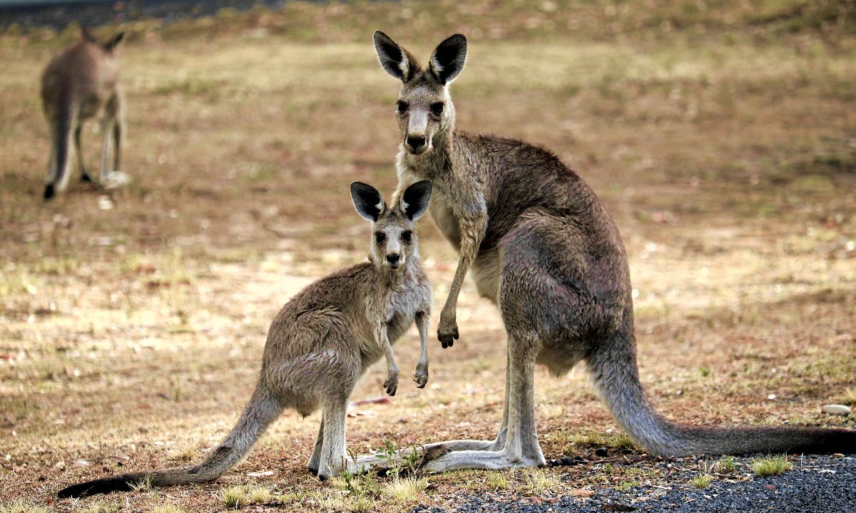 Best Kangaroo Riddles With Answers For Kids