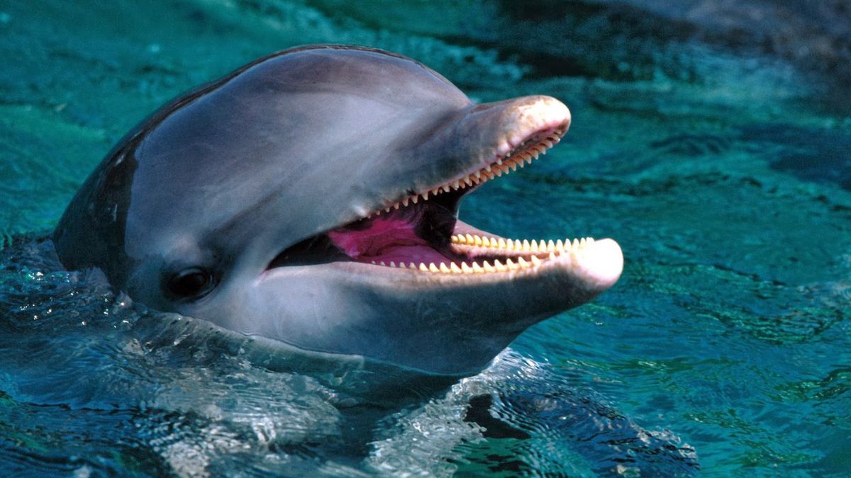 Funny Dolphin Jokes