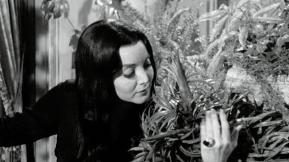 Morticia Addams Quotes From The Addams Family