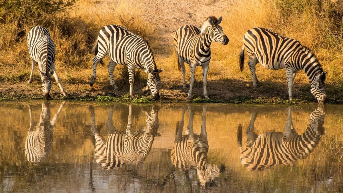 Zebra Riddles With Answers